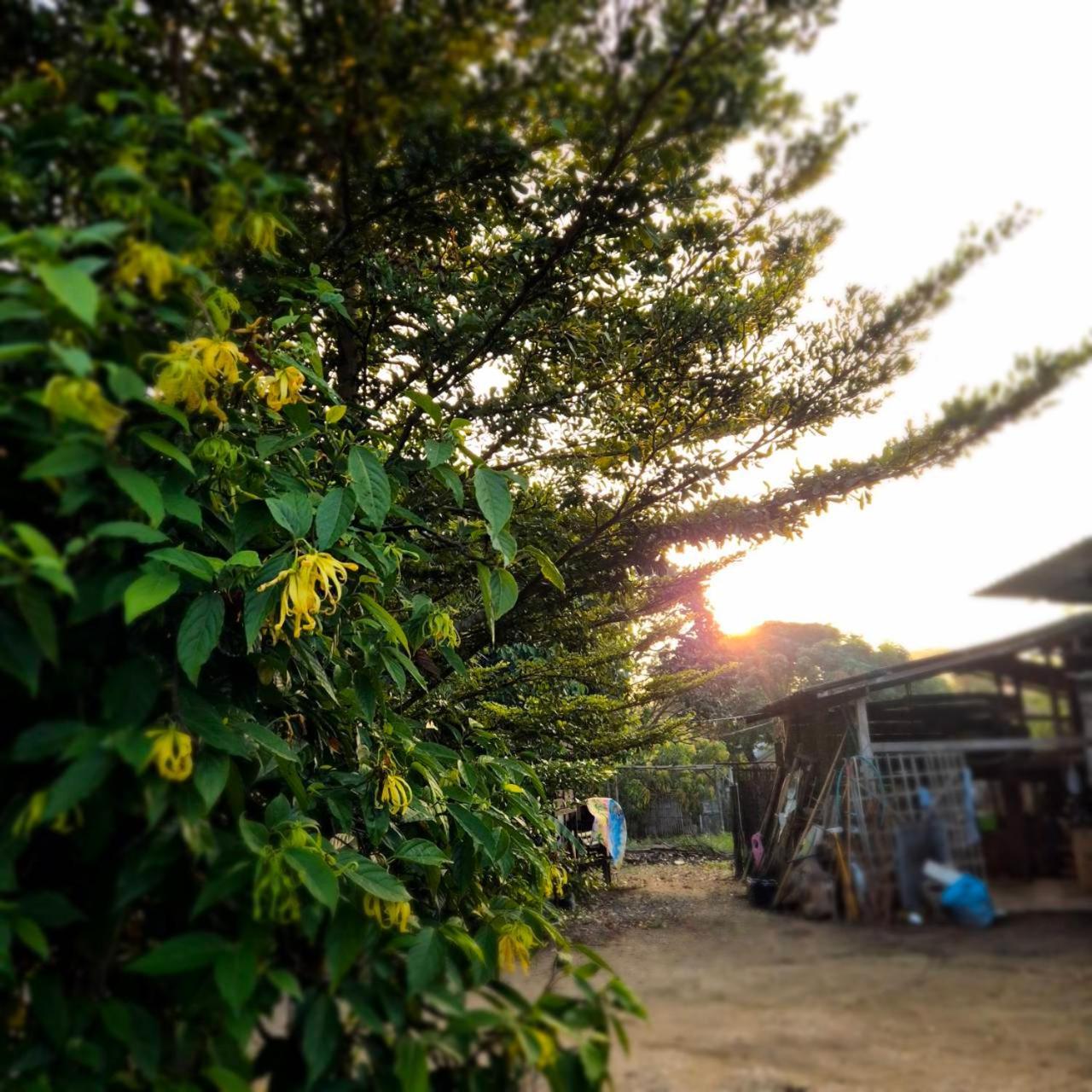 Kedthawa Homestay เฮือนเก็ดถะหวา Ban Cho Lae Buitenkant foto